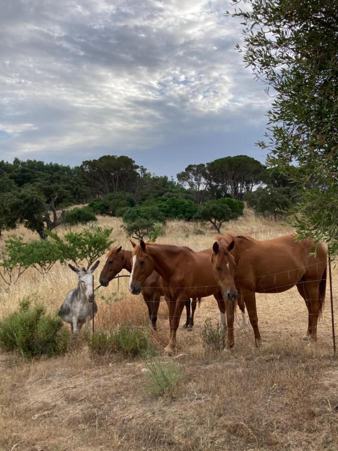 Agriturismo Is Conchisceddas Gonnosfanàdiga Eksteriør billede
