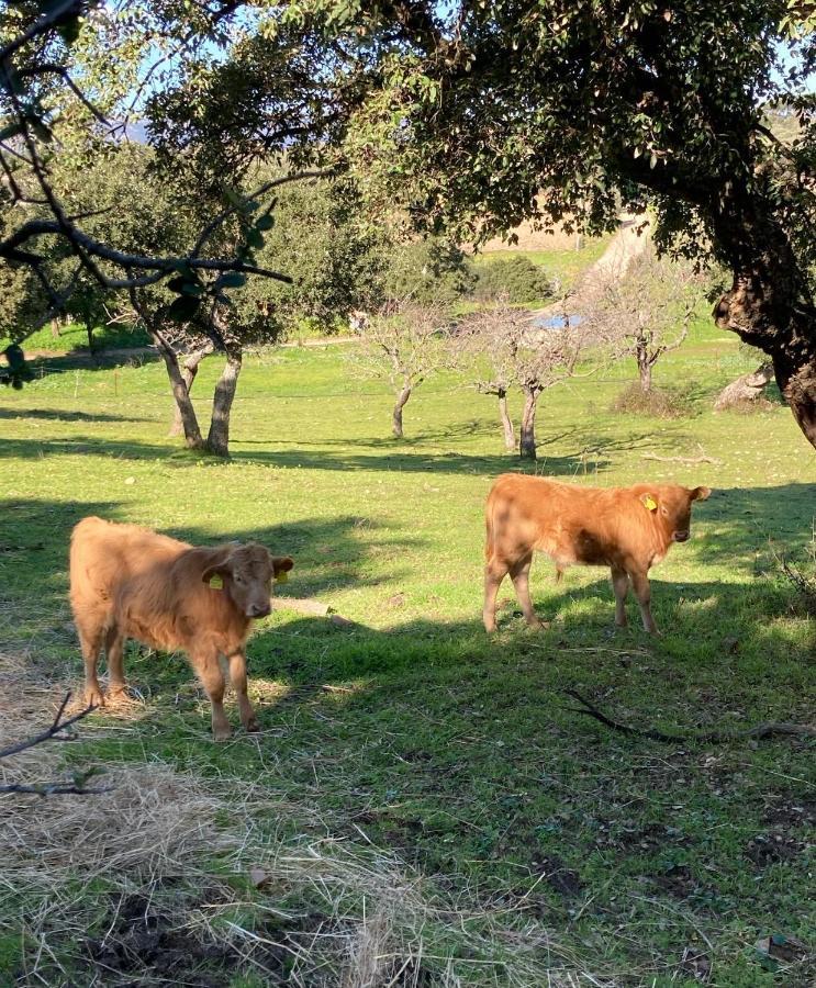 Agriturismo Is Conchisceddas Gonnosfanàdiga Eksteriør billede