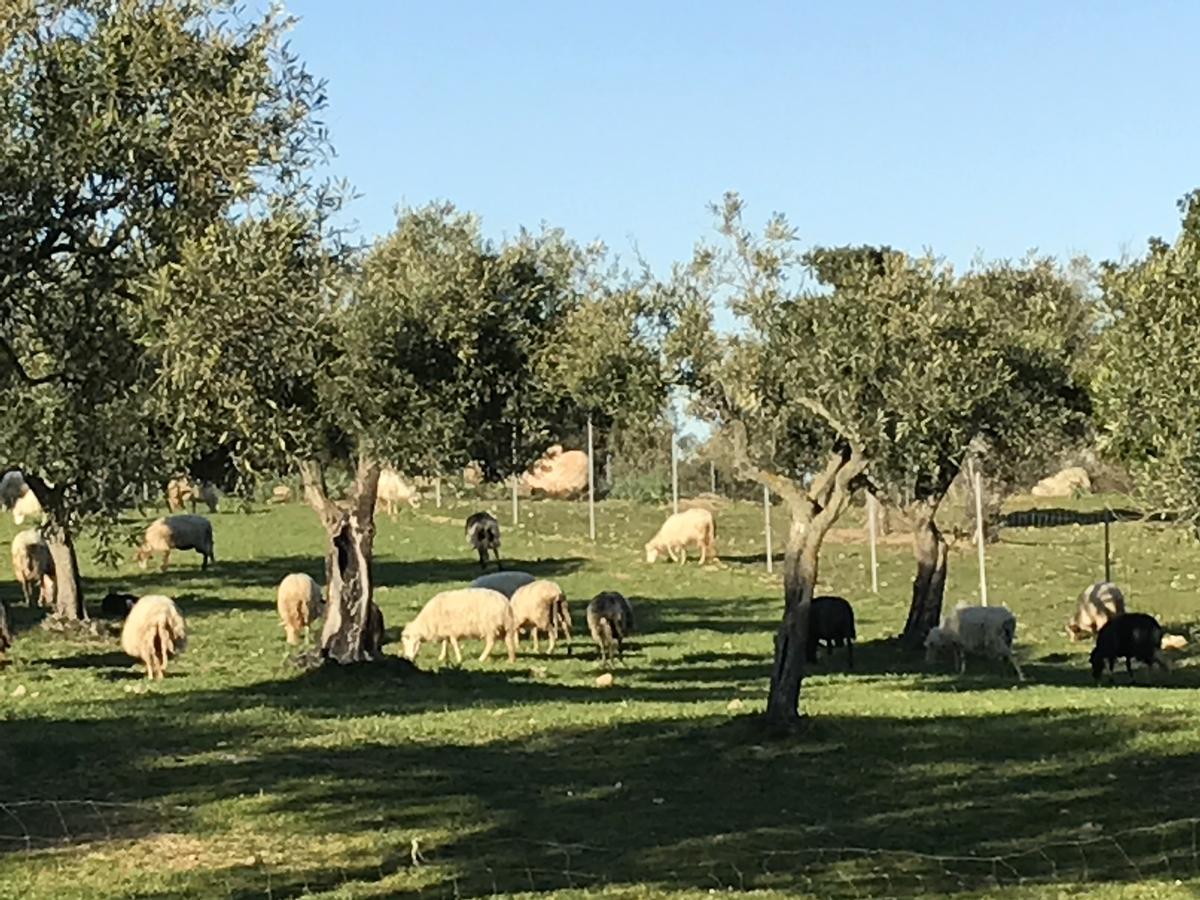 Agriturismo Is Conchisceddas Gonnosfanàdiga Eksteriør billede