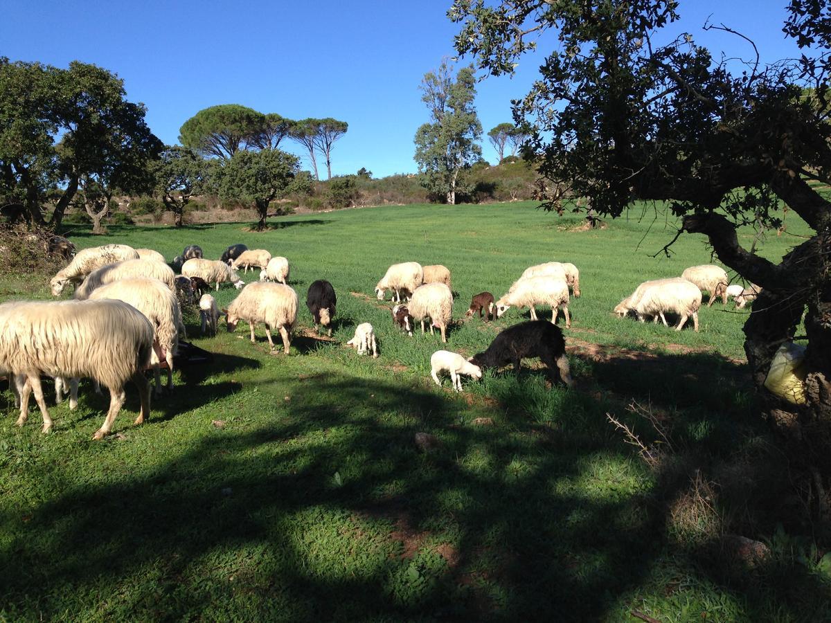 Agriturismo Is Conchisceddas Gonnosfanàdiga Eksteriør billede